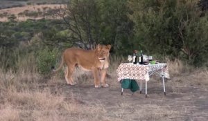 Des lions viennent partager le diner de touristes mais ce n'etait pas vraiment prévu