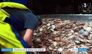 Normandie : ouverture de la pêche à la coquille Saint-Jacques