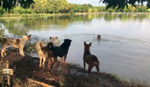 Blague à des chiens