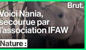L'association IFAW a recueilli l'éléphanteau Nania