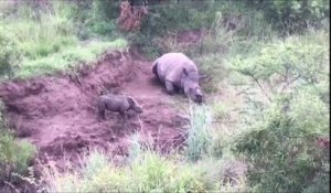 Ce bébé rhinocéros essaie de réveiller sa mère morte dans cette vidéo déchirante