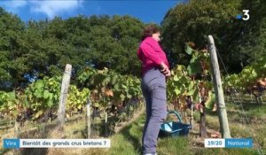 Vin : bientôt des grands crus bretons ?