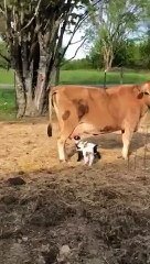 Ces Bebe Chevres Viennent Teter Les Pies D Une Vache Sur Orange Videos