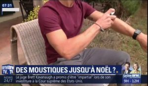 Y aura-t-il des moustiques jusqu'à Noël cette année?