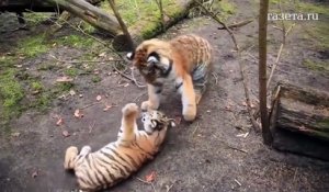 Ces bébés tigres jouent comme des petits fous... Adorable