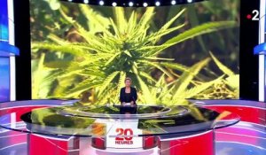 Liban : le cannabis pour sauver l'économie du pays ?