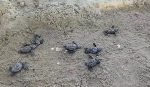 Ces 60 bébés tortues sont nés sur une plage française... et c'est une première 