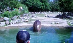 Cet hippopotame a mangé trop d'herbe... Quelques flatulences