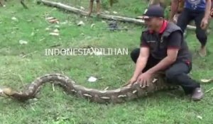 Des indonésiens capturent un anaconda de plus de 8m de long et s'amusent avec