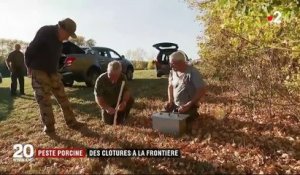Peste porcine : pour se protéger, la France installe des clôtures