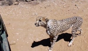 Ecoutez ce guépard qui demande à manger... Adorable