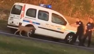 (Choc) Un gendarme se sent menacé par un chien et décide de l'abattre