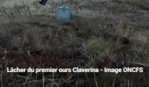 Lâcher du premier ours Claverina dans le Béarn, en Pyrénées-Atlantique