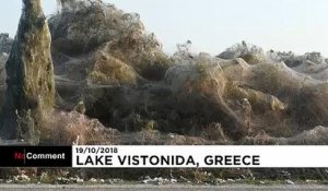 Grèce : une toile d'araignée géante ceinture un lac