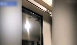 Ce couple découvre une énorme araignée chez eux : grosse panique