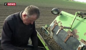 La récolte des pommes de terre s'annonce mauvaise