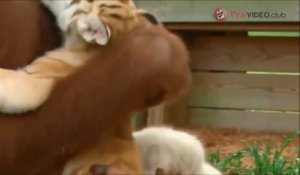Amitié incroyable entre un orang-outan et des bébés tigres