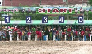 Thaïlande: courses de buffles à cheval entre rodéo et hippisme