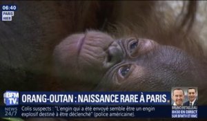 Voici Java, le bébé orang-outan né il y a une semaine au Jardin des plantes à Paris