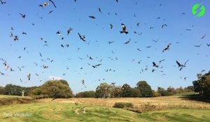 Des milliers d'oiseaux en vol en slow motion : magnifique