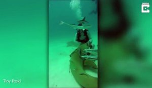 Un plongeur sauve un requin piégé par un hameçon... Joli