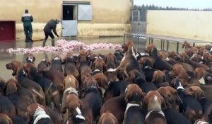 L'heure du repas pour ces centaines de chiens de chasse