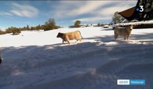 Neige : les éleveurs encore une fois face aux aléas de la météo