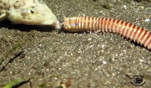 Animal cauchemardesque : ce ver avale les poissons vivants. Bobbit Worm