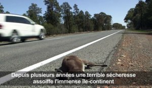 Australie: sécheresse de tous les dangers pour les kangourous