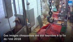 Indre : l'abattoir du Boischaut épinglé par une nouvelle vidéo de l'association L214