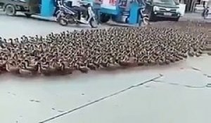 Il promène des milliers de canards dans les rues comme un troupeau !
