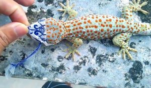 Ce gecko en train de muer est juste magnifique. Animal merveilleux