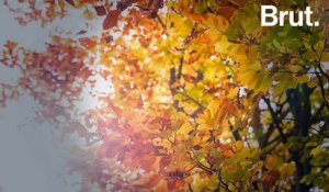 Pourquoi les feuilles tombent-elles des arbres en automne ?