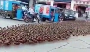 Des milliers de canards traversent la rue en Chine