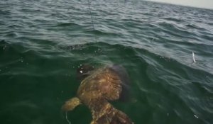 Un mérou géant vient dévorer le requin accroché à la ligne d'un pecheur