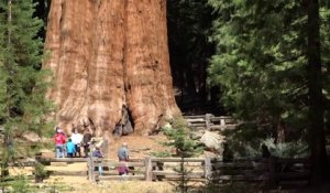 Une vue incroyable de l'arbre le plus imposant du monde : General Sherman -  parc national de Sequoia (Californie, États-Unis)