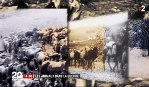 Grande Guerre : le rôle déterminant des animaux