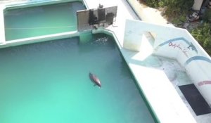 Un dauphin laissé à l'abandon dans un parc zoologique après la fermeture