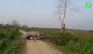 Obligé de grimper dans un arbre pour échapper à une famille de rhinocéros