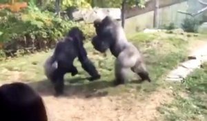 Deux gorilles règlent leurs comptes dans un zoo
