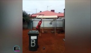Il trouve un kangourou qui boxe dans son jardin