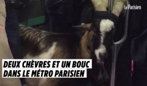 Deux chèvres et un bouc dans le métro parisien
