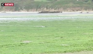 Les algues vertes déjà de retour en Bretagne
