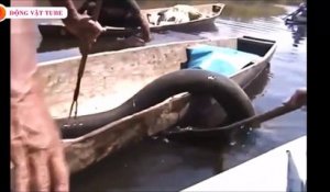 Regardez le monstre qu'ils vont sortir du fleuve amazone : anguille géante