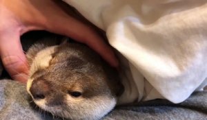 Quoi de plus adorable qu'une loutre de compagnie