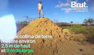 Une termitière aussi grande que la Grande-Bretagne découverte au Brésil