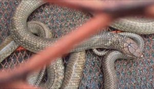 Il filme un cobra royal de plus de 3m... Animal magnifique
