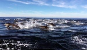 Des centaines de dauphins nagent et sautent ensemble... Magnifique