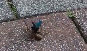 Une mouche s'en prend à une grosse araignée... Bienvenu en australie - Spiders Hawk Vs Huntsman Spider