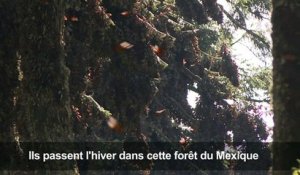 Par millions, des Monarques arrivent au Mexique pour l'hiver